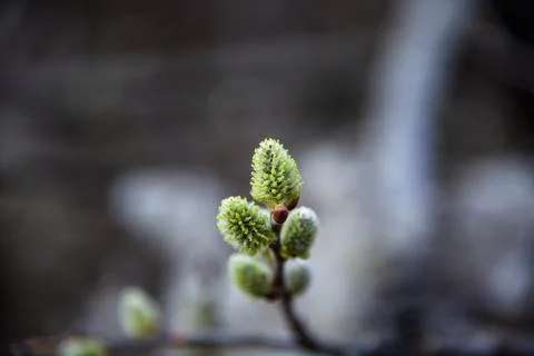 Salix caprea Stock Photos