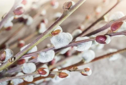 Salix caprea shrub Stock Photos