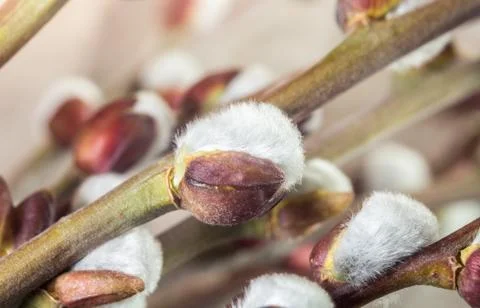 Salix caprea shrub Stock Photos