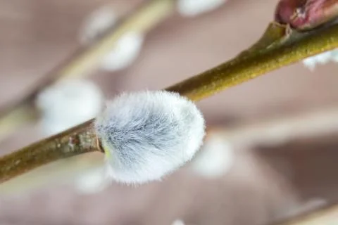 Salix caprea shrub Foto stock