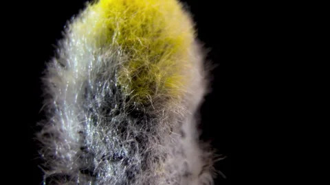 Salix Caprea Spring Buds: Source of Salicin and Natural Compounds, Macro. Stock Footage 331804033