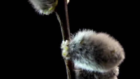 Salix Caprea: Vertical Macro Tilt of Fuzzy Male Willow Catkins, 4K. Stock Footage 331803901