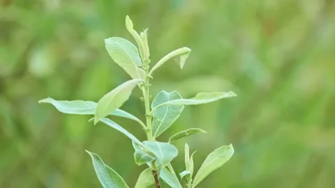 Salix cinerea (common sallow, grey sallow, grey willow, grey-leaved sallow, l Vídeos de archivo 172581558