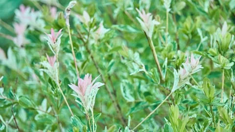 Salix integra is species of willow native to northeastern China, Japan, Korea Stock Footage 157327555