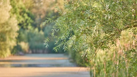 Salix mucronata (commonly called Cape silver willow or Safsaf willow) is tall Stock Footage 213340236