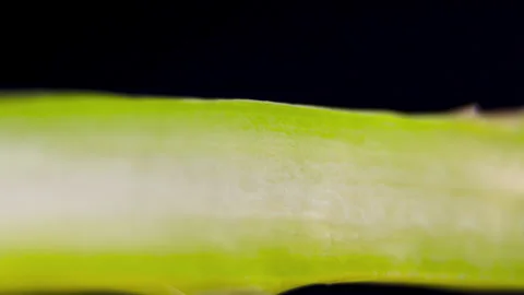 Salix Officinalis: Horizontal Macro Rotation of Longitudinal Asparagus Slice Stock Footage 331145566