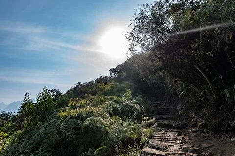 Salkantay trail path through vibrant peruvian jungle Stock Photos