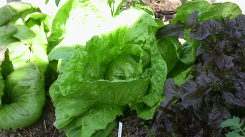 Sallad74 Video stock 1002463