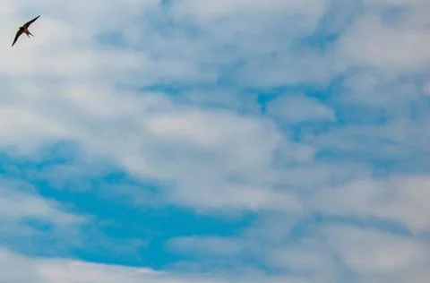 A sallow in the sky with clouds Stock Photos