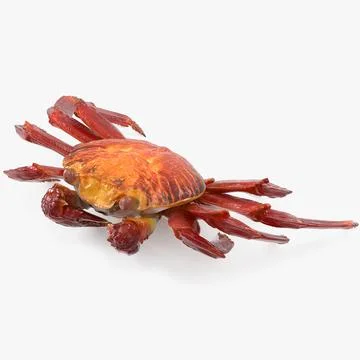 Sally Lightfoot Crab 3D Model