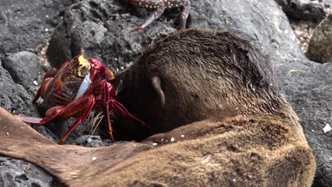 Sally Lightfoot Crab Eats the Eye of a Dead Baby Sea Lion, Isla Lobos, Galapagos Stock-Footage 343573372