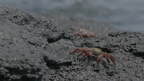 Sally lightfoot crab foraging Stock Footage 108719305