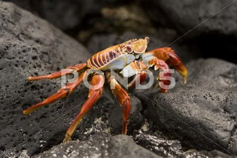 Sally Lightfoot crab Galapagos Islands Stock Photos