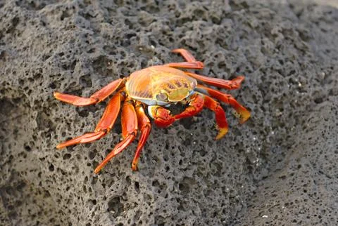 Sally Lightfoot Crab, Galapagos Islands, Ecuador Stock Photos