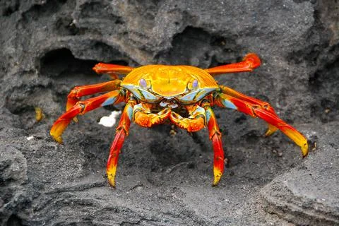 Sally Lightfoot Crab Foto stock