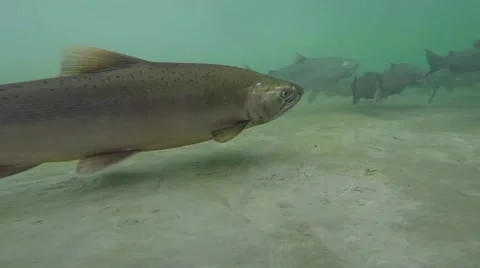 Salmon in Alaska - Underwater Stock Footage 48845907