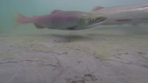 Salmon in Alaska - Underwater Stock Footage 48845909
