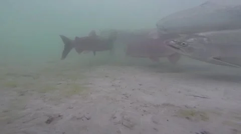 Salmon in Alaska - Underwater Stock Footage 48845910