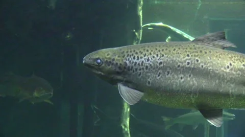 Salmon in an aquarium Stock Footage 41630977