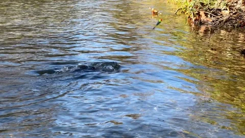 Salmon on bait being caught Stock Footage 255687178