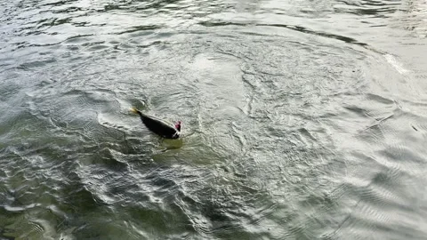 Salmon being caught Stock Footage 291141907