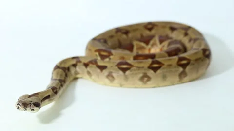 Salmon Boa Constrictor snake isolated on white background Stock Footage 241143769