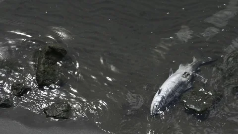 A salmon carcass on the edge of a sandy river bank, Stock Footage 77601916