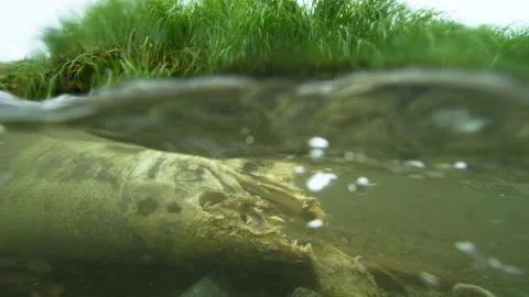 Salmon carcasses float on the bottom of the river. underwater photography. Stock Footage 235915076