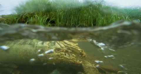 Salmon carcasses float on the bottom of the river. underwater photography. Stock Photos