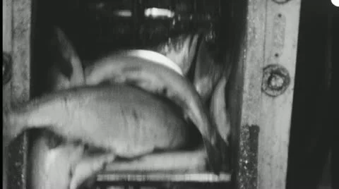 SALMON CATCH Fish Packing Cannery Factory 40s Vintage Film Industrial Movie 3619 Vidéo 11859272