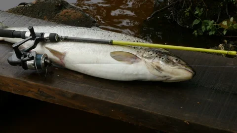 Salmon caught on spinning Stock Footage 120941687