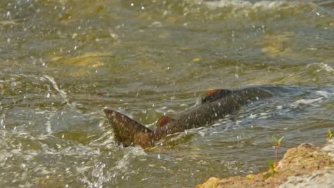 Salmon Chinook slow motion migrating up the Ganaraska water river upstream .. Stock Footage 285969931