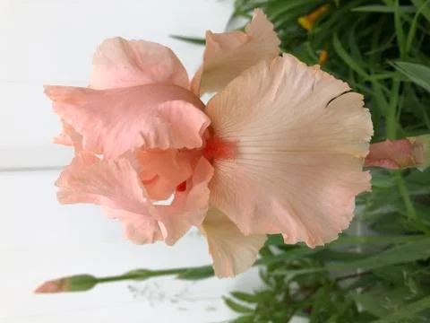 Salmon colored Irises Stock Photos