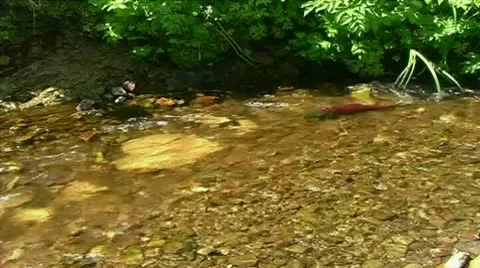 Salmon in the creek Stock Footage 9118074