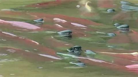 The salmon dies Video stock 9118807