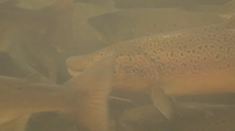 Salmon driven into a trap Stock Footage 53302397