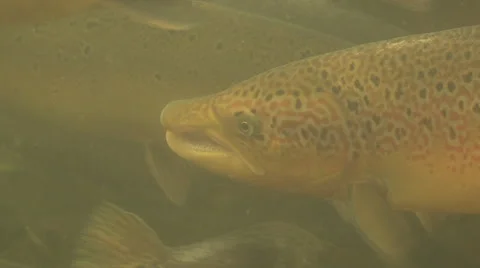 Salmon driven into a trap Stock Footage 53302984