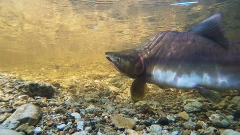 Salmon ed Stock Footage 263074774
