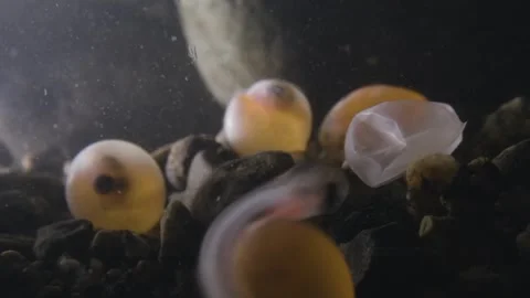 Salmon egg hatching in a salmon stream in Canada. Video stock 327884012