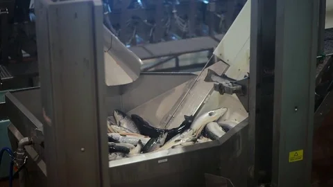 Salmon Factory. Video stock 70225223