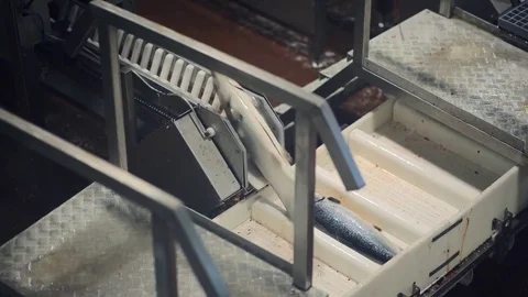 Salmon Factory Video stock 70225631