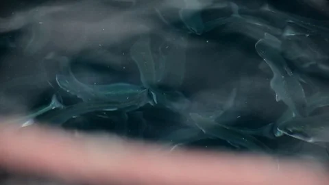 Salmon Farm. Fishes eat artificial food. Salmon feeding. Underwater Stock Footage