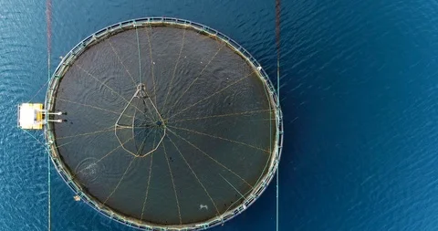 Salmon farm, slow top down reveal shot of salmon fishing pool 스톡 동영상 112890516