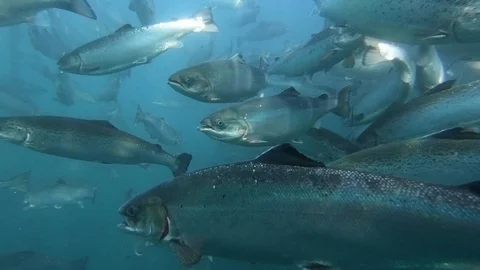 Salmon farm underwater. Salmon swimming. Stock Footage