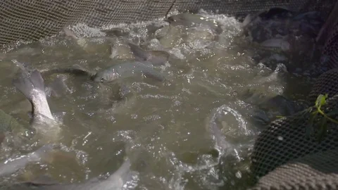 Salmon farming fish being in the net Stock Footage 74065409
