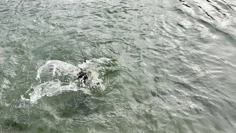 Salmon fighting 04aaa Stock Footage 291473770