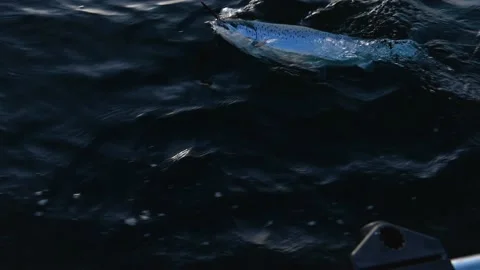 Salmon fighting angler Stock Footage 165002863