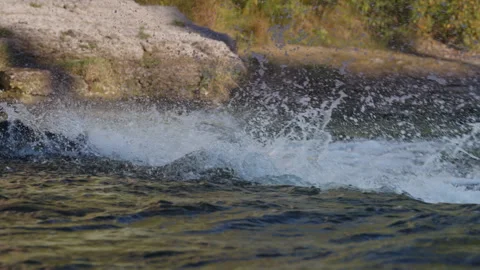 Salmon Fighting Current in Ganaraska River Rapids in Slow Motion Stock Footage 336133834