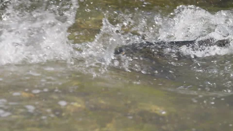 Salmon Fighting Upstream in Sunlit Shallow Rapids of the Ganaraska River Stock Footage 344031550