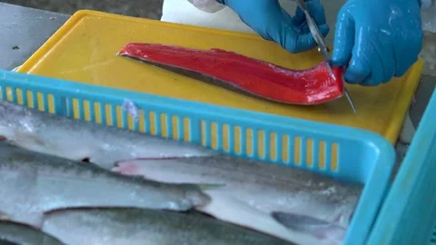 Salmon fillet cutting Stock-Footage 158630571
